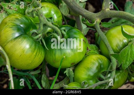 Ein Haufen unreifer grüner Kirschtomaten hängt an einer Weinrebe, die reift. An den kultivierten Zweigen befinden sich große, tiefgrüne Blätter mit tiefen Adern. Stockfoto