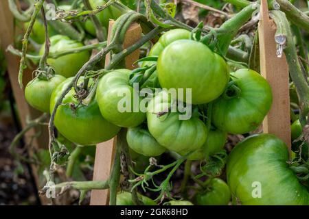 Ein Haufen unreifer grüner Kirschtomaten hängt an einer Weinrebe, die reift. Es gibt große, tiefgrüne Blätter mit tiefen Adern auf dem kultivierten Zweig der Heimat Stockfoto