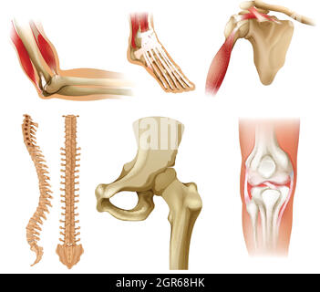 Verschiedene menschliche Knochen Stock Vektor