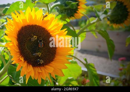 Mehrere Honigbienen thronten auf den winzigen Blüten in der Mitte einer leuchtend leuchtenden Sonnenblume, die mit Samen gefüllt war. Die Bienen sammeln Pollen für Hon Stockfoto