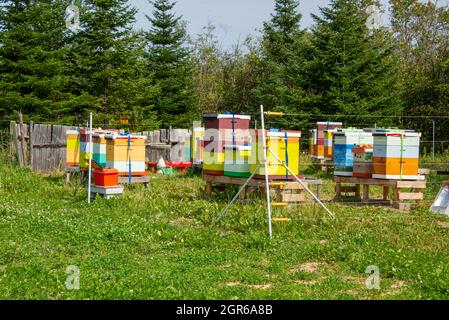 Zwischen Bäumen sitzt eine Gruppe von von von Menschen hergestellten hölzernen Bienenstöcken, deren Drahtzaun sie von einem Feld trennt. Die Holzkisten sind bunt bemalt. Stockfoto