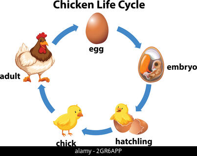 Wissenschaft Huhn Lebenszyklus Stock Vektor