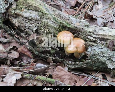 Cyclocybe aegerita oder Agrocybe cylindracea Pilze durch einen verfaulten trockenen Baumstamm im Wald Stockfoto