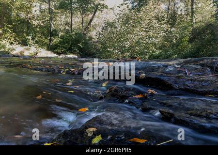 Die Blätter auf den Felsen im Bach. Stockfoto
