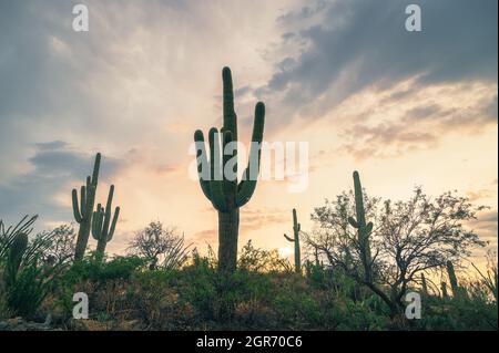 Saguaro Kaktus steht hoch auf einem Hügel bei Sonnenuntergang, niedriger Winkel Stockfoto