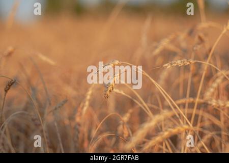 Ähren von Weizen oder Roggen, die bei Sonnenuntergang auf dem Feld wachsen. Roggenfeld während der Erntezeit auf einem landwirtschaftlichen Feld. Hintergrund der reifenden Ohren von w Stockfoto