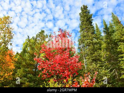 Blick auf einen Mischwald mit einem leuchtend roten Ahorn, während geschwollene, weiße Wolken an einem warmen Herbsttag hoch oben sind. Stockfoto