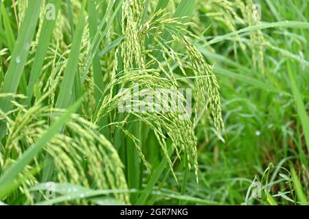 Nahaufnahme der reifen grünen Reispflanze, die mit Getreide auf der Farm über unscharf grün braunen Hintergrund wächst. Stockfoto