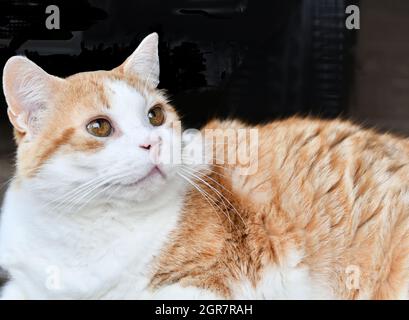 Eine orange-weiße Katze mit gelb-braunen Augen legt sich auf eine Veranda und schaut auf ihre Besitzerin und ihren Freund. Stockfoto