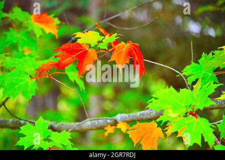 Die Blätter und Äste eines Ahornbaums, der im Herbst beginnt, die Farben zu ändern. Stockfoto