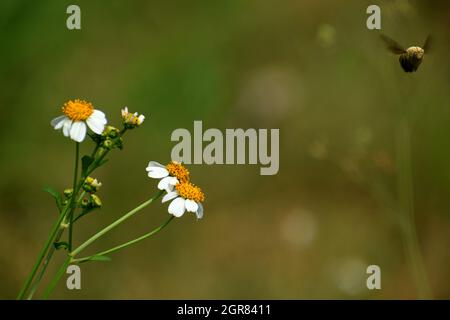 Eine in der Nähe von Tridax-Gänseblümchen fliegende Biene (Xylocopa sp). Stockfoto