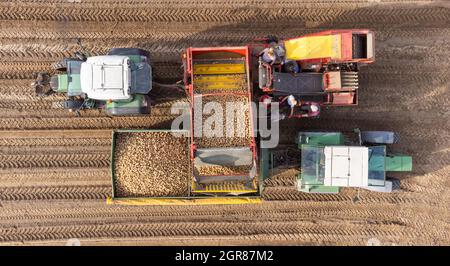 Oldendorf Ii, Deutschland. September 2021. Kartoffeln werden von einem Harvester (oben) auf einen Anhänger geladen (mit einer Drohne geschossen). Quelle: Philipp Schulze/dpa/Alamy Live News Stockfoto