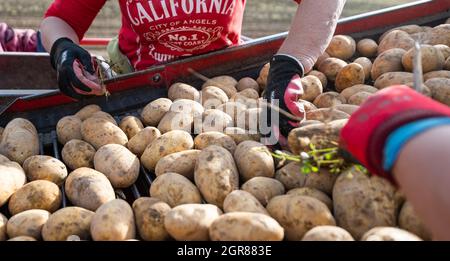 Oldendorf Ii, Deutschland. September 2021. Erntemaschinen sortieren Steine von Hand auf einem Kartoffelerntemaschinen. Quelle: Philipp Schulze/dpa/Alamy Live News Stockfoto