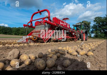 Oldendorf Ii, Deutschland. September 2021. Ein Bauer zieht Kartoffeln mit einem Schwader aus dem Boden. Quelle: Philipp Schulze/dpa/Alamy Live News Stockfoto