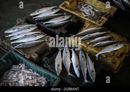 Gaza, Palästina. September 2021. Auf einem Fischmarkt werden verschiedene Fischarten ausgestellt: Palästinensische Fischer stellen ihre Fische auf dem zentralen Fischmarkt namens 'al hesba' in Gaza-Stadt aus, nachdem sie von einem Angelausflug aus dem Mittelmeer zurückgekehrt sind. Palästinenser kamen normalerweise auf diesen Markt, um spezielle Fischsorten zu kaufen, und vor allem zur Zeit der Krebse. Kredit: SOPA Images Limited/Alamy Live Nachrichten Stockfoto