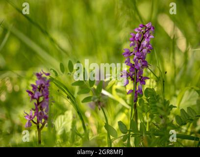 Early Purple Orchid - Orchis mascula im natürlichen Lebensraum Stockfoto