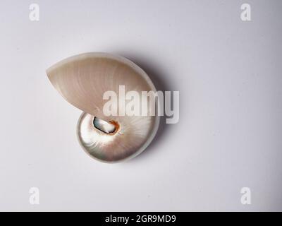 Perlmutt-Muschel mit weißem Hintergrund Stockfoto