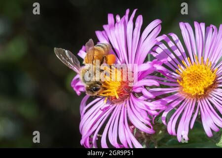 Honigbiene (APIs mellifera) auf einem Neuengland-Aster (Symphyotrichum novae-angliae) in Iowa Stockfoto