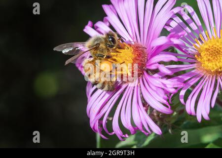 Honigbiene (APIs mellifera) auf einem Neuengland-Aster (Symphyotrichum novae-angliae) in Iowa Stockfoto