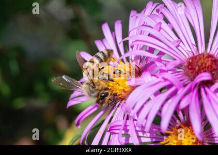 Honigbiene (APIs mellifera) auf einem Neuengland-Aster (Symphyotrichum novae-angliae) in Iowa Stockfoto