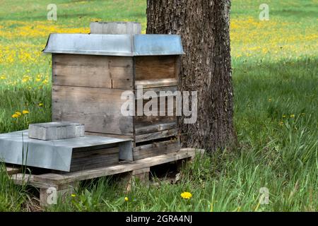 Bienenstock am Baumstamm auf einer Wiese Stockfoto