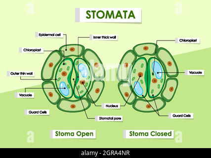 Diagramm mit Details zur Pflanzzelle Stock Vektor