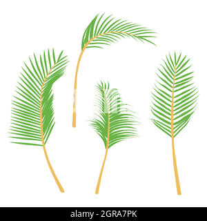 Vektor-Palmblatt. Grüne bangalow Palmenblätter Sammlung isoliert auf weißem Hintergrund Stock Vektor