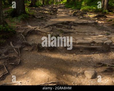 Scenic Trail voller Wurzeln in der Mitte des hölzernen Nadelwaldes Stockfoto