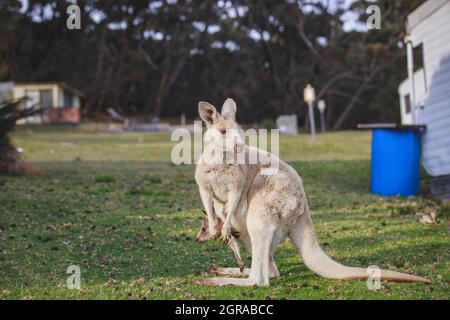 Weißes Känguru grast mit ihrem joey. Stockfoto