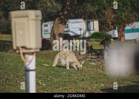 Weißes Känguru grast mit ihrem joey. Stockfoto