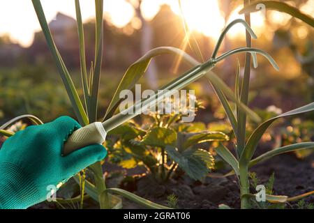 Hand gekleidet in einen grünen Handschuh, der einen kleinen Gartenrechen mit einem Garten auf dem Hintergrund hält. Stockfoto