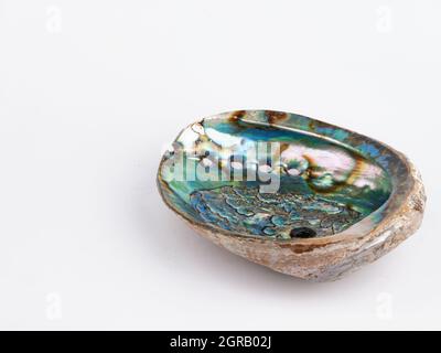 Glänzendes Perlmutt im Inneren Abalone-Schnecke isoliert auf weißem Hintergrund. Seashell der Meeresschnecke. Conch. Atemporen in der Vergangenheit Stockfoto