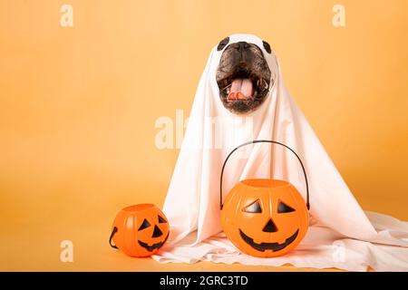 Witziger Hundegespenst mit einem halloween Kürbis in einem Fotostudio Stockfoto