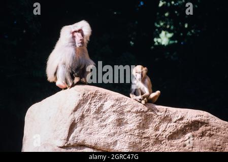 Hamadryas Pavian, Papio hamadryas, Pavianarten (aufgenommen 1997 auf 35mm-Film) in einem Wildpark Stockfoto