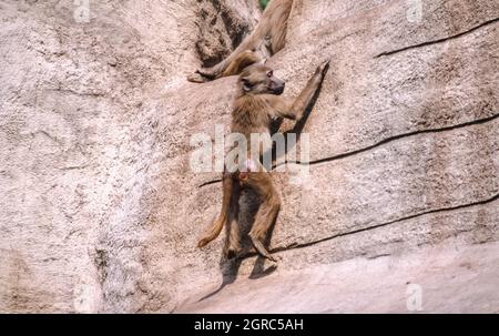 Hamadryas Pavian, Papio hamadryas, Pavianarten (aufgenommen 1997 auf 35mm-Film) in einem Wildpark Stockfoto