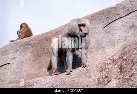 Hamadryas Pavian, Papio hamadryas, Pavianarten (aufgenommen 1997 auf 35mm-Film) in einem Wildpark Stockfoto