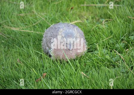 Jungvögel aus der Holztaube, die mit Federn und verbliebenen gelben Flusen Nestling sind Stockfoto