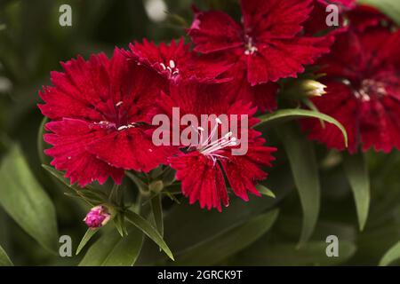 Dunkelrot Garten Nelke Blumen Makro floralen Hintergrund Stockfoto