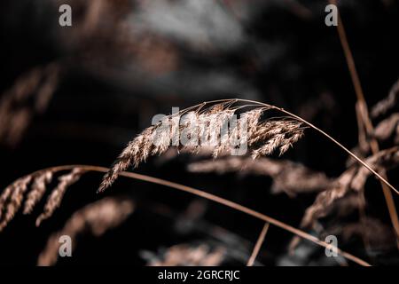 Trockene goldene Stacheletts, trockenes Gras werden vor dunklem Hintergrund hervorgehoben. Stockfoto