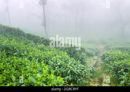 Ausgezeichnete gepflegte Ceylon Tee (orange pekoe in Camellia sinensis) Plantagen im Winter (nebliges Wetter). Plantage ist von Überresten umgeben Stockfoto