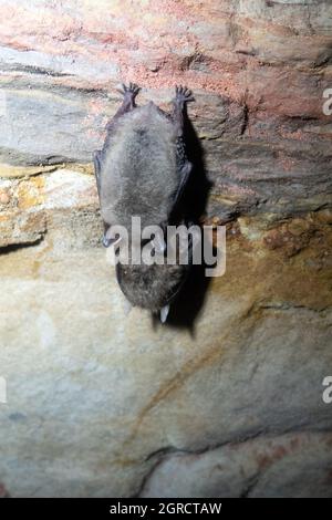 Überwintern (Winterschlaf) von Fledermäusen in Steinbrüchen in Nordosteuropa. Wahrscheinlich Whiskered-Fledermaus (Myotis mystacinus) Stockfoto