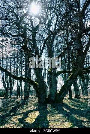 Weltlicher Baum. Die dreifache Eiche ist mehr als zweihundert Jahre alt und ist mit Wucherungen und Moos bedeckt. Frühling im alten Park Stockfoto
