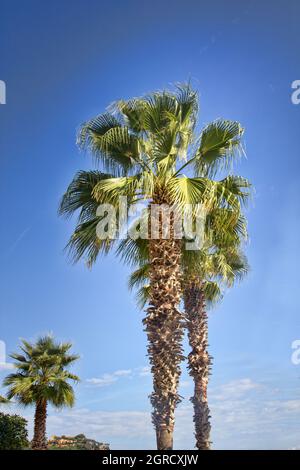 Talipot Palme (Corypha umbraculifera) im Winter in Spanien Stockfoto