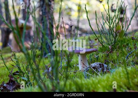 Ungenießbare Pilze wachsen im Mooswald. Giftgefahr in der Natur Stockfoto