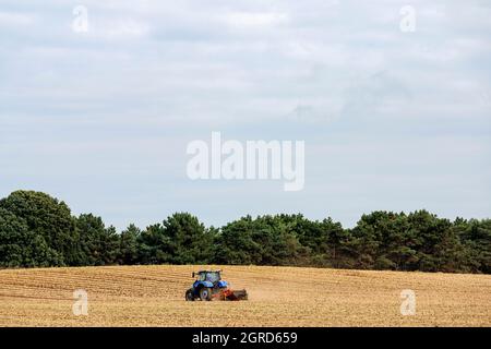 Zwiebelernte Bawdsey Suffolk England Stockfoto