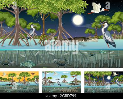 Verschiedene Mangrovenwaldlandschaftsszenen mit Tieren und Pflanzen Illustration Stock Vektor