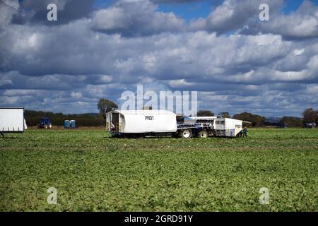 Wanderarbeiter, die zur Erntezeit im Herbst auf einem Feld in Südengland Kohl pflücken. Stockfoto