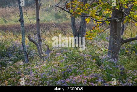 Wilder Aster blüht im Herbst Stockfoto