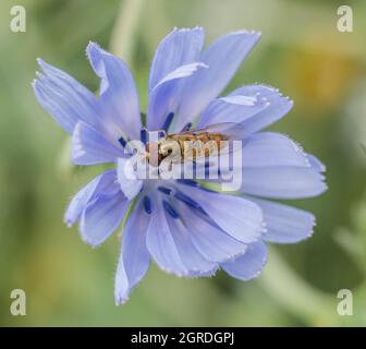 Schwebfliege auf wilder Zichorienblume Stockfoto