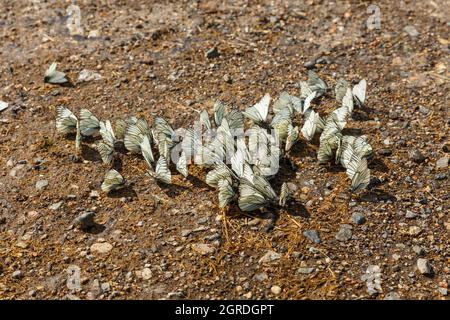 Schwarz-geädert Weiße Schmetterlinge auf dem Boden. Aporia crataegi Stockfoto